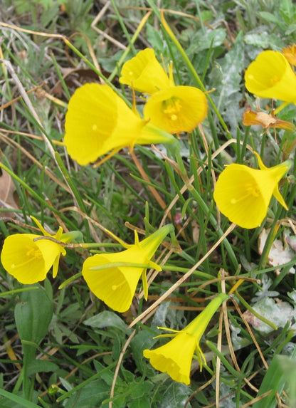  A precious and rare, but very tough Southern bulb, standing only 4"-8" high with distinctive bright yellow blooms. Zones 6-8