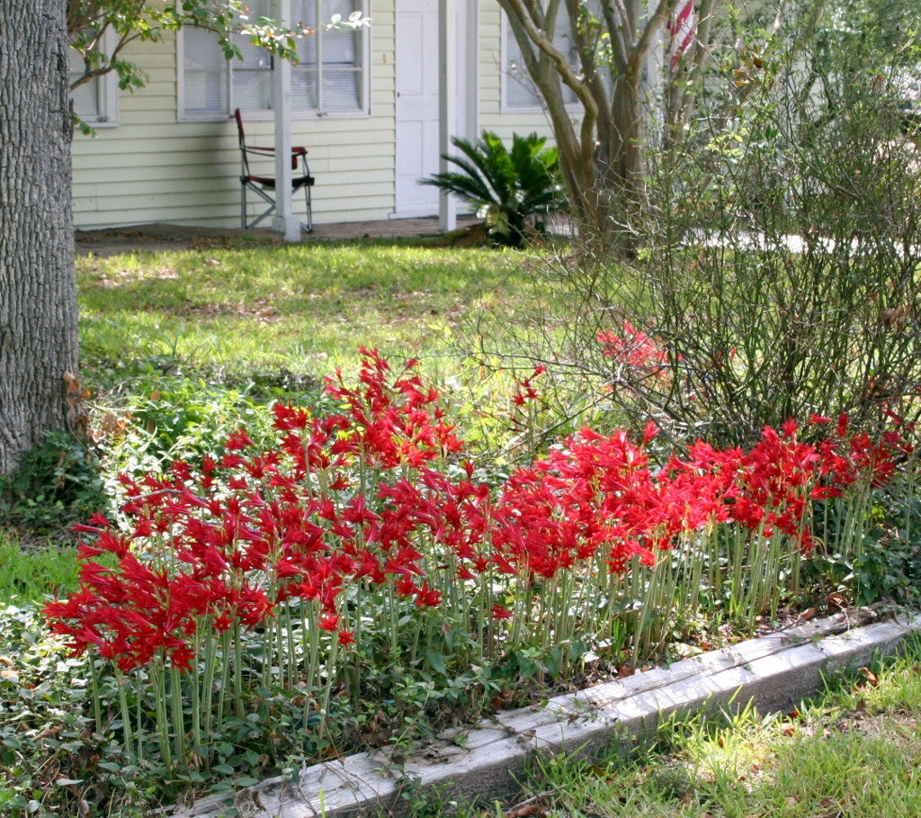 Oxblood Lily or "Schoolhouse Lily" - 1 - 5" pot