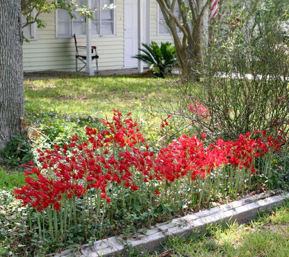 Oxblood Lily or "Schoolhouse Lily" - 1 - 5" pot