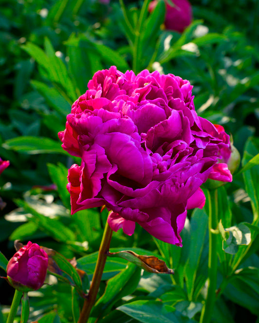 Peony 'Karl Rosenfield' - 1 root crown