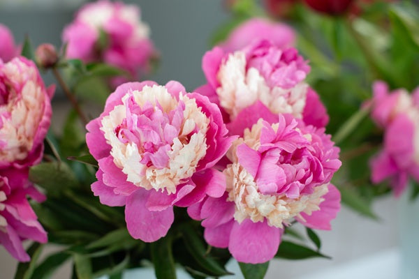 Peony 'Sorbet' - 1 root crown