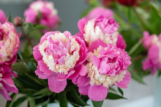 Peony 'Sorbet' - 1 root crown