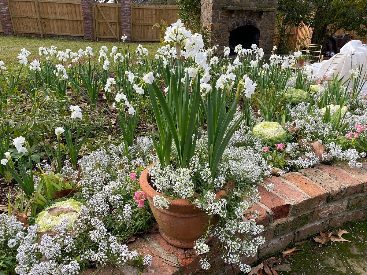 Paperwhites For Forcing Narcissus 'Inbal' - 5 bulbs