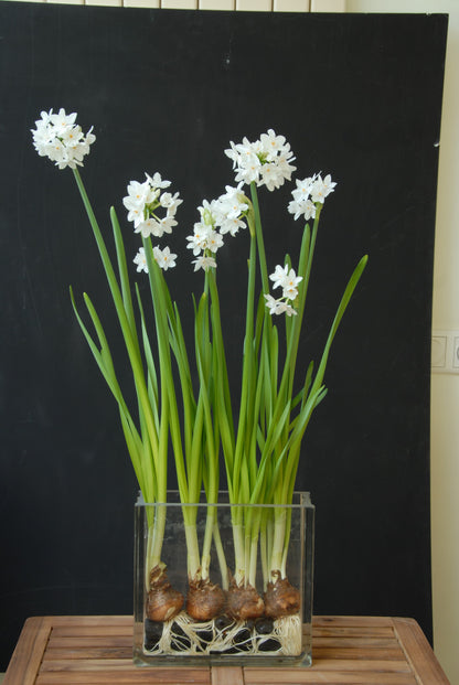Paperwhite for Forcing Narcissus 'Ziva' -  5 bulbs