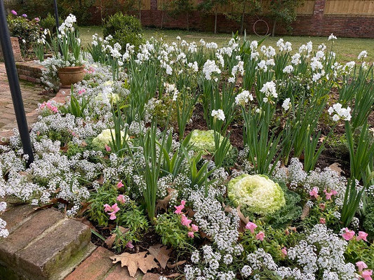 Paperwhites For Forcing Narcissus 'Inbal' - 5 bulbs