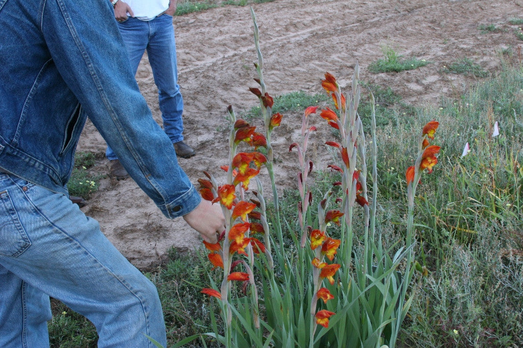 Parrot Gladiolus - 1 - 4" pot