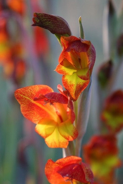 Parrot Gladiolus - 1 - 4" pot