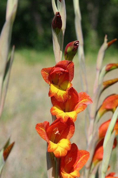 Parrot Gladiolus - 1 - 4" pot