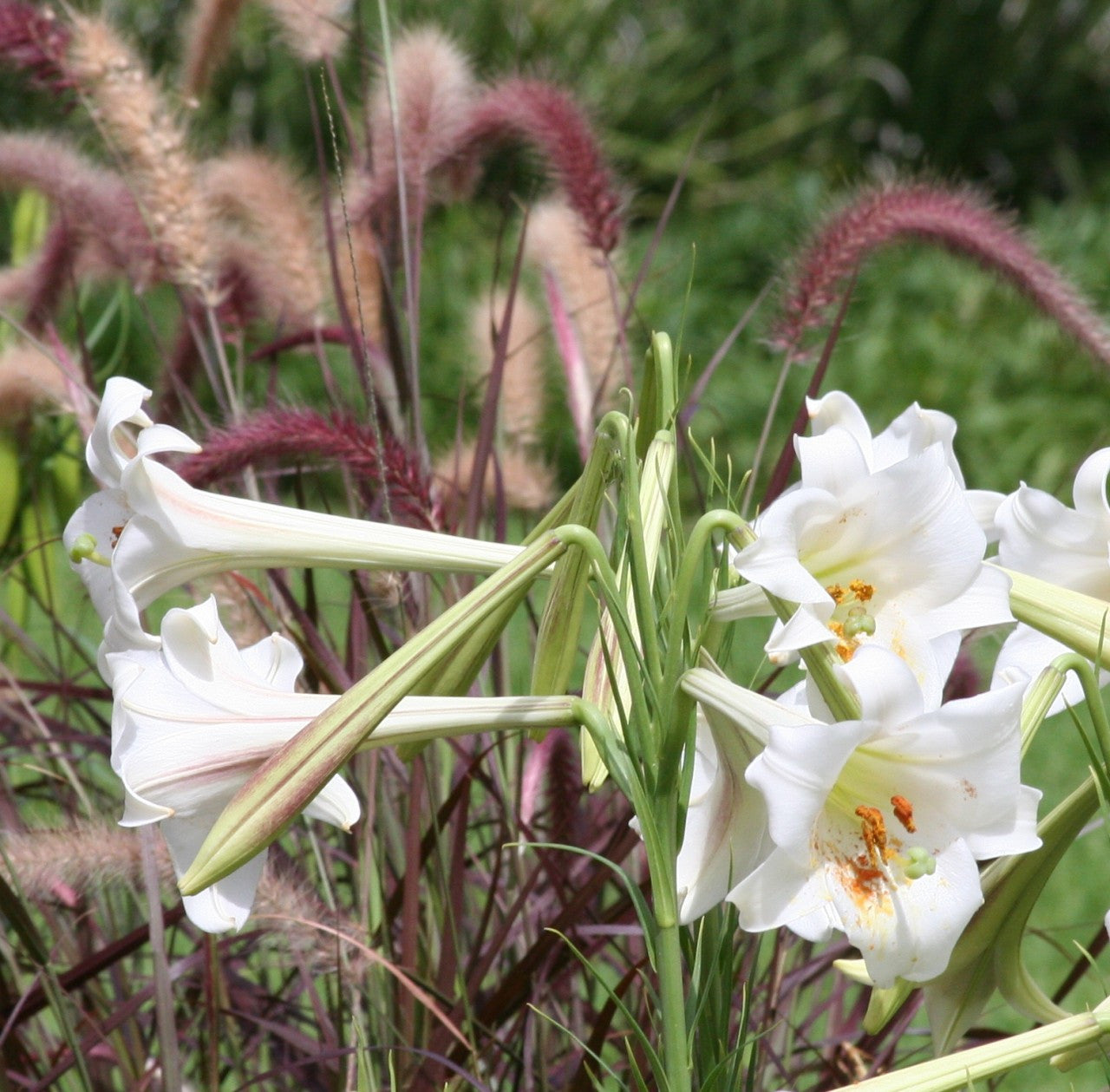 Lilium formosanum Tall 'Philippine Lily' - Four 4" pots