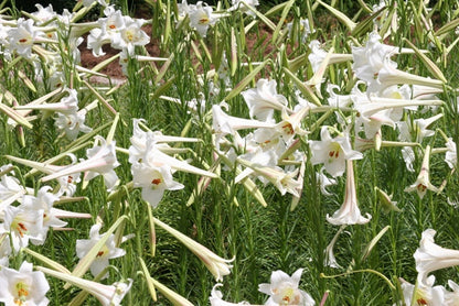 Lilium formosanum Tall 'Philippine Lily' - Four 4" pots