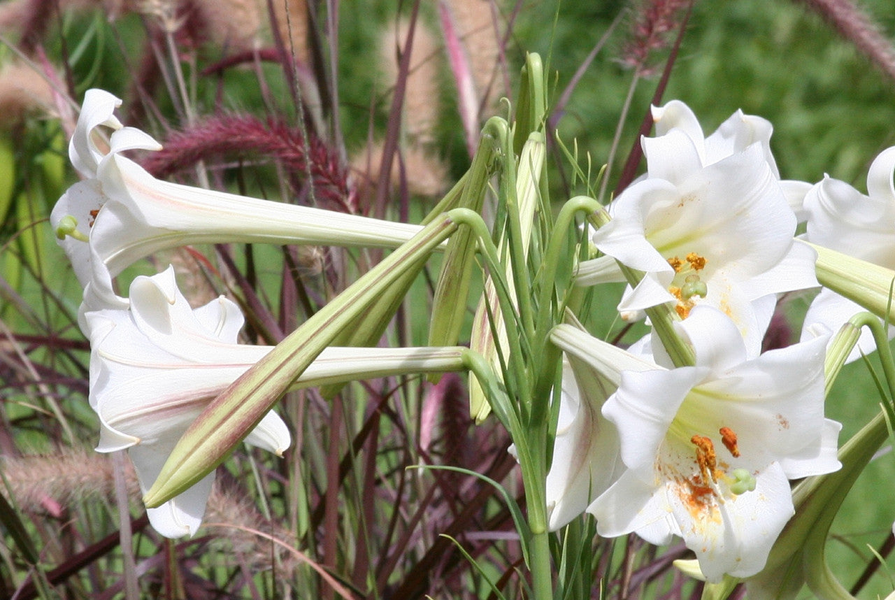 Lilium formosanum Dwarf 'Philippine Lily' - Four - 4" pots