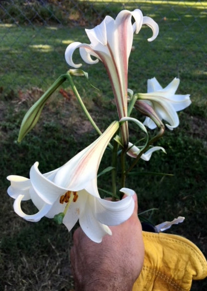 Lilium formosanum Tall 'Philippine Lily' - Four 4" pots