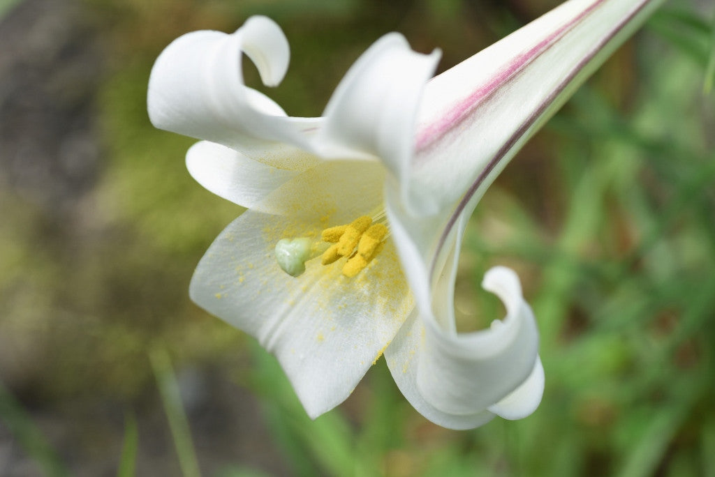 Lilium formosanum Tall 'Philippine Lily' - Four 4" pots