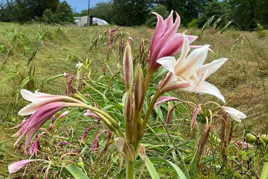 Crinum 'Sacramento' - 1 bulb