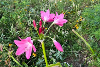 Crinum Walter Flory - 1 bulb