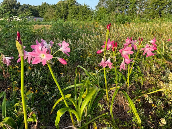 Crinum Walter Flory - 1 bulb