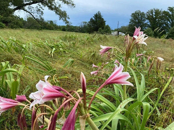 Crinum 'Sacramento' - 1 bulb