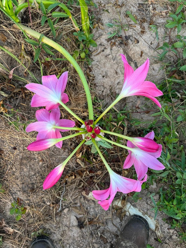Crinum Walter Flory - 1 bulb
