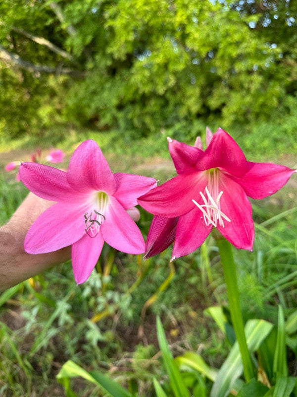 Crinum Walter Flory - 1 bulb