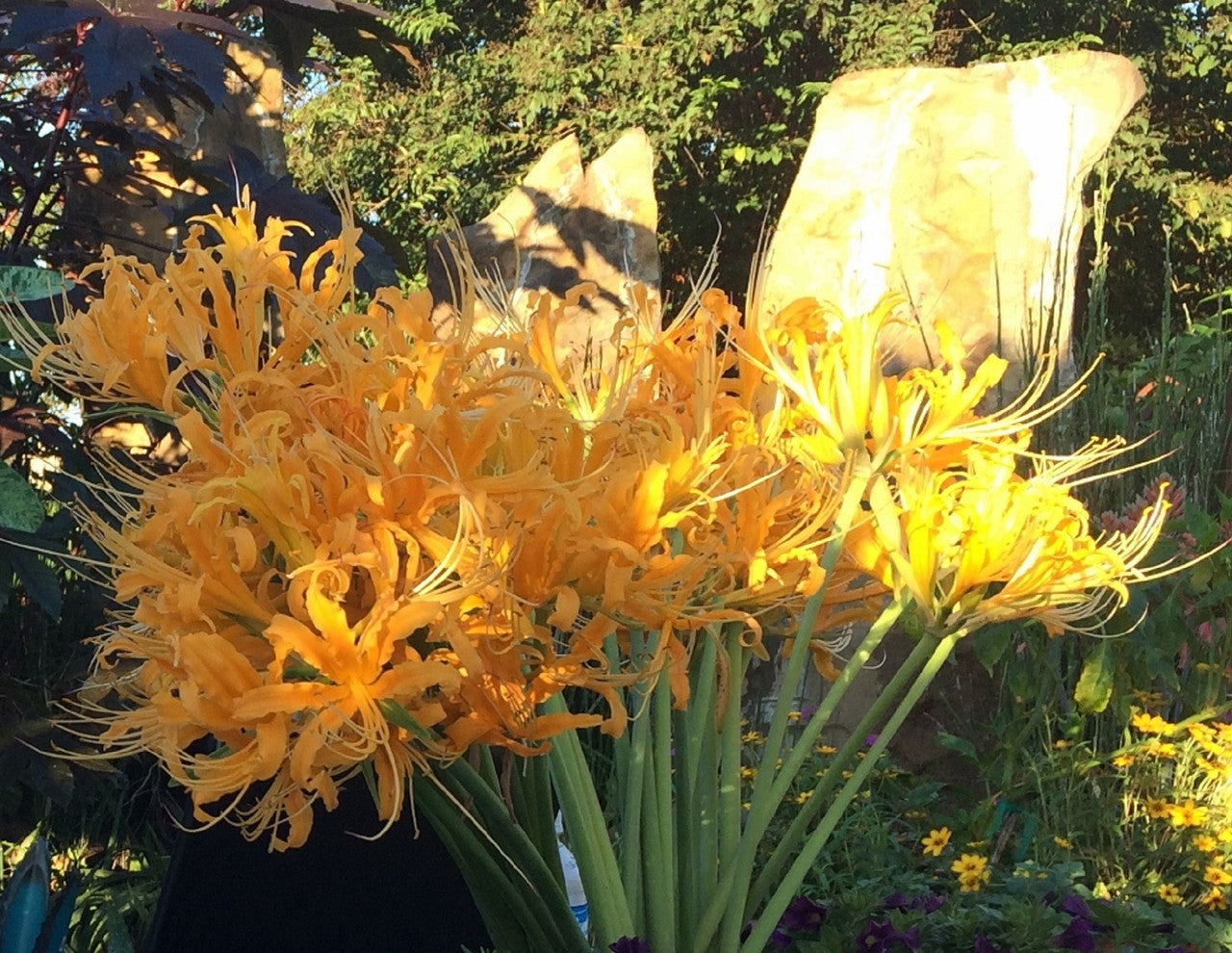 Yellow Spider Lily (Lycoris aurea) - 5 bulbs