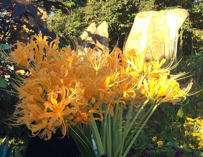 Yellow Spider Lily (Lycoris aurea) - 5 bulbs