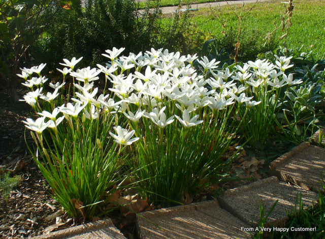 white lily buds Zephyranthes candida - White Rain Lily
