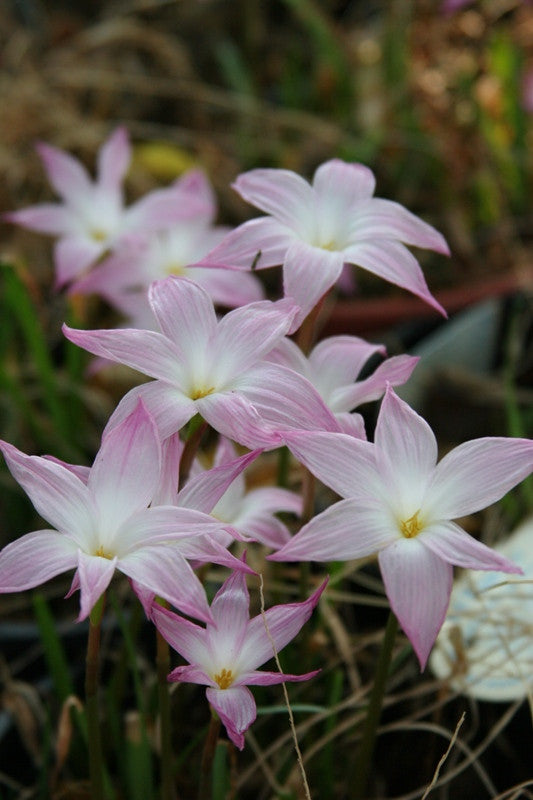 Zephyranthes 'Labuffarosa' - Pink Rain Lily - 1 - 1 gallon pot
