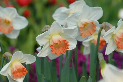 Daffodil 'Pink Charm' - 5 bulbs