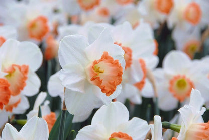Daffodil 'Pink Charm' - 5 bulbs