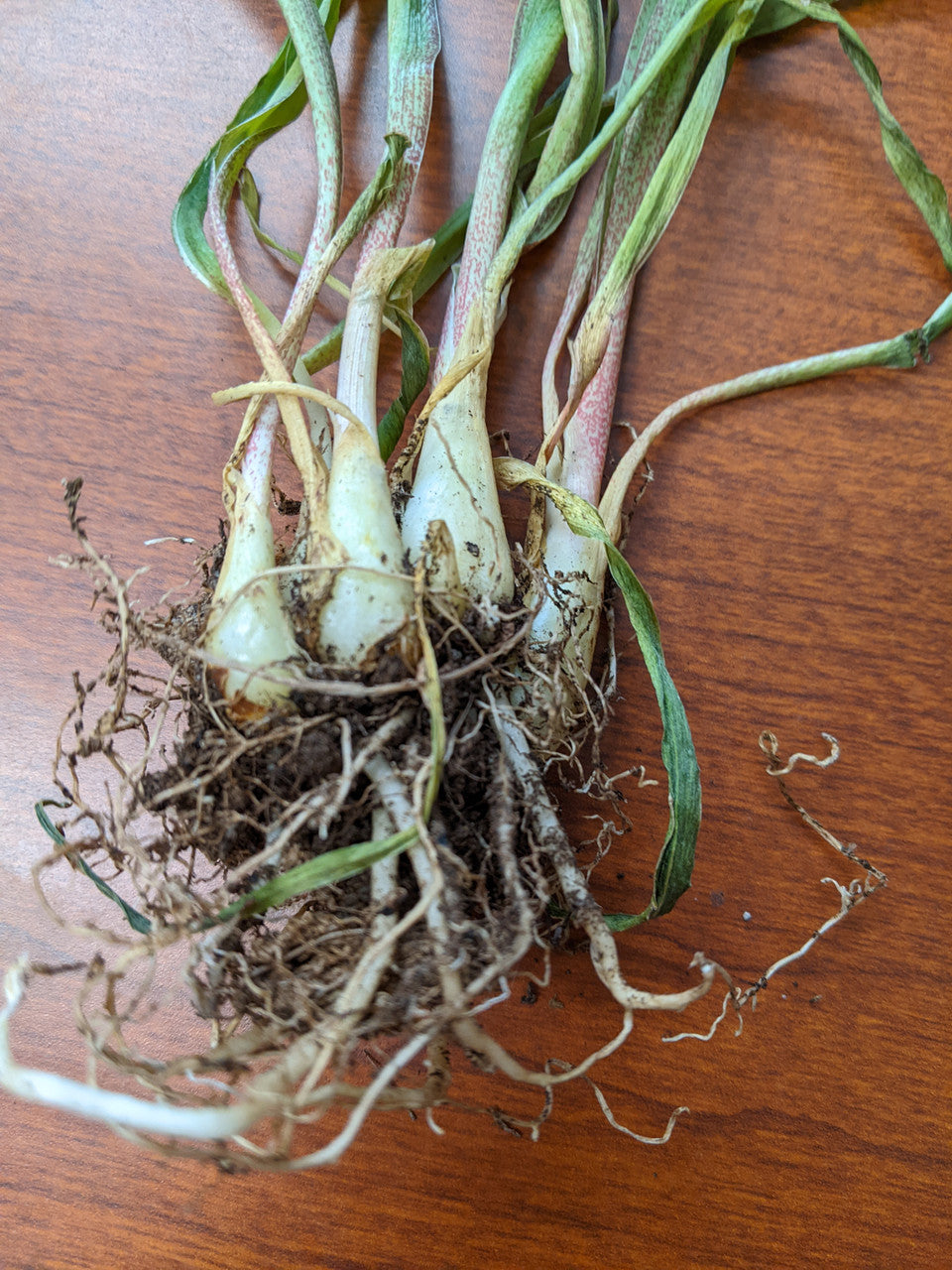 Double Tuberose (Polianthes)- 5 tubers