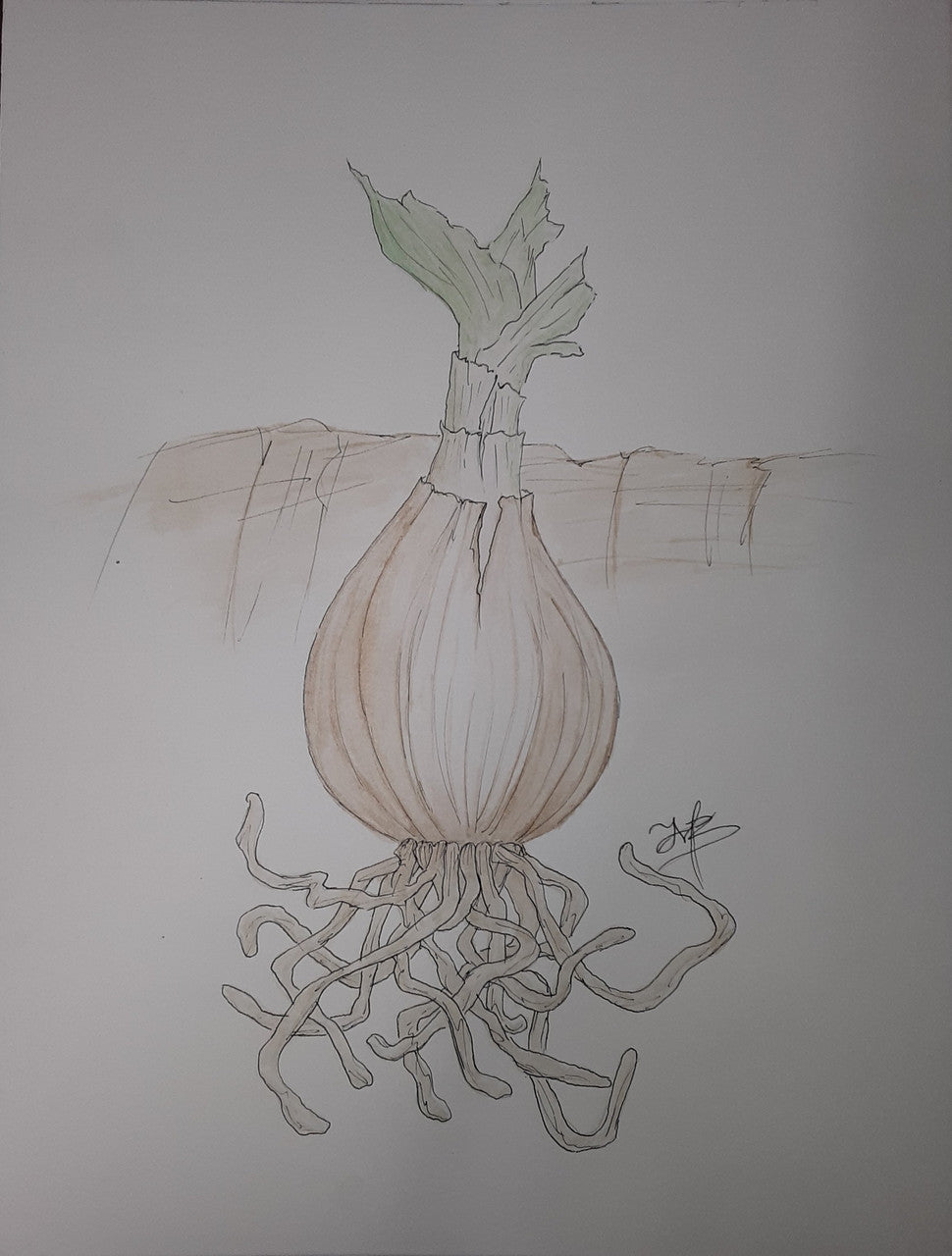 Crinum 'Milk & Wine Lily'  - 1 bulb