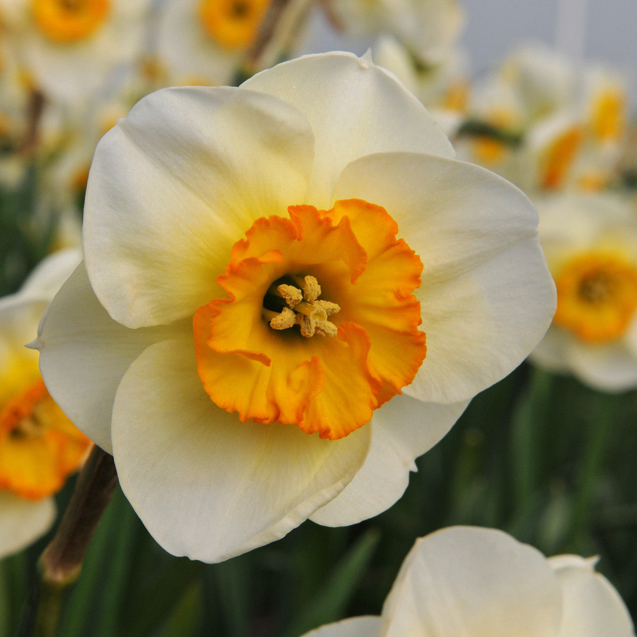 Daffodil 'Pracht' - 5 bulbs