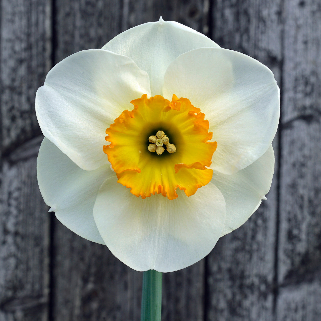 Daffodil 'Pracht' - 5 bulbs