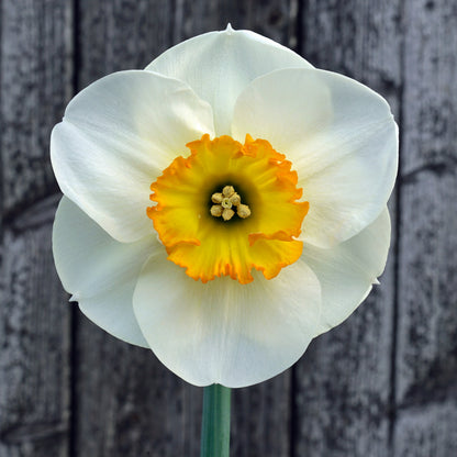 Daffodil 'Pracht' - 5 bulbs