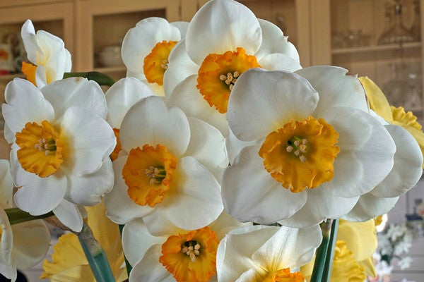 Daffodil 'Pracht' - 5 bulbs