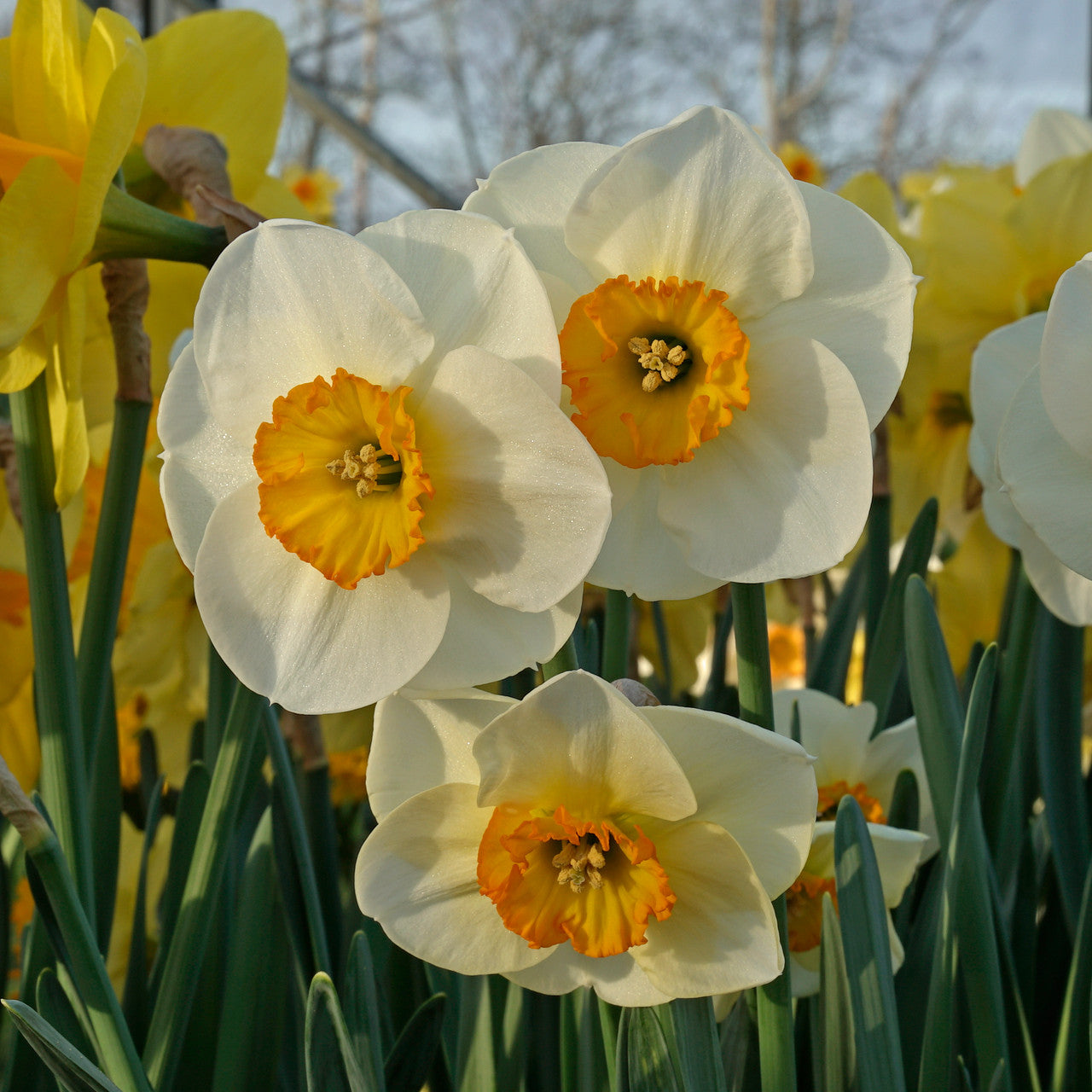 Daffodil 'Pracht' - 5 bulbs
