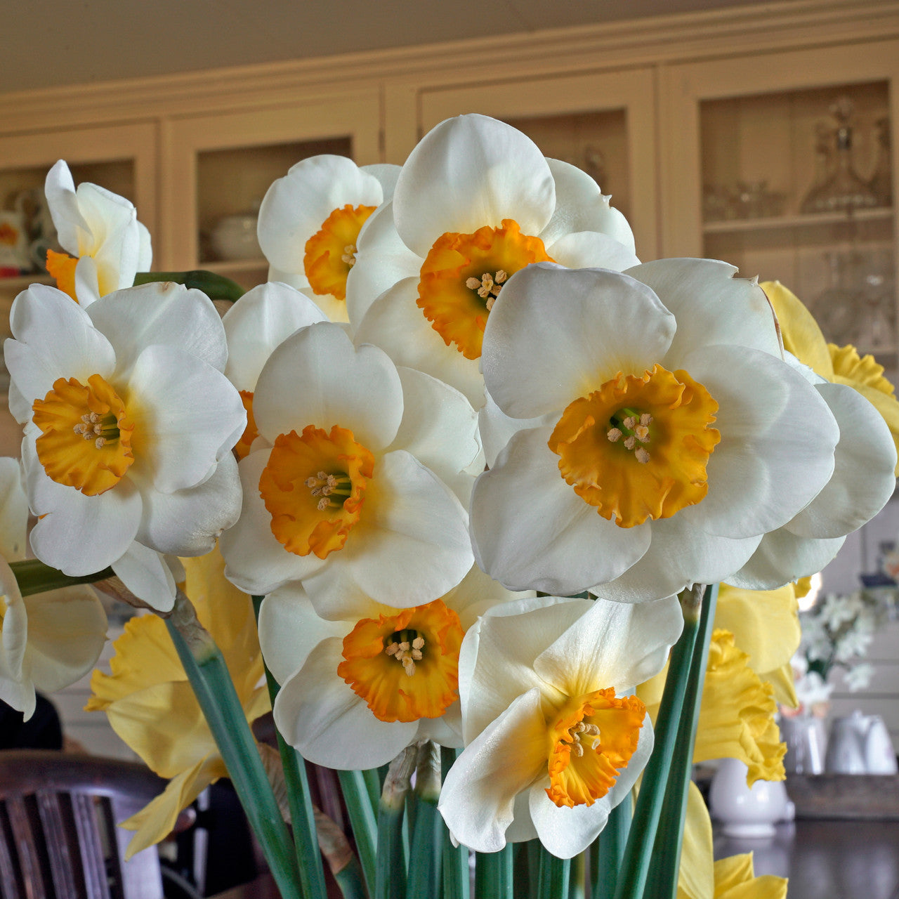 Daffodil 'Pracht' - 5 bulbs