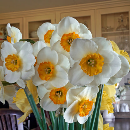 Daffodil 'Pracht' - 5 bulbs