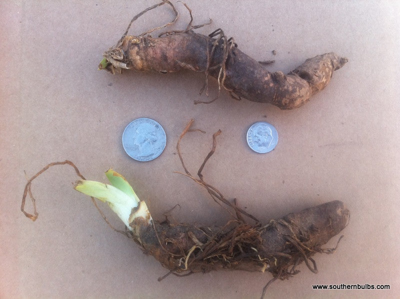Old Fashioned Heirloom Purple Bearded Iris - 5 Tubers