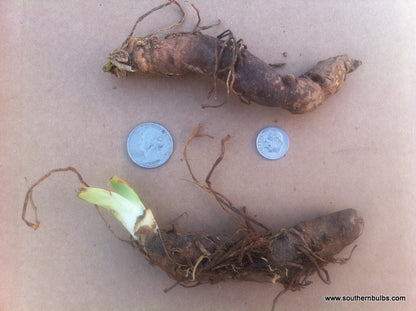 Old Fashioned Heirloom Purple Bearded Iris - 5 Tubers