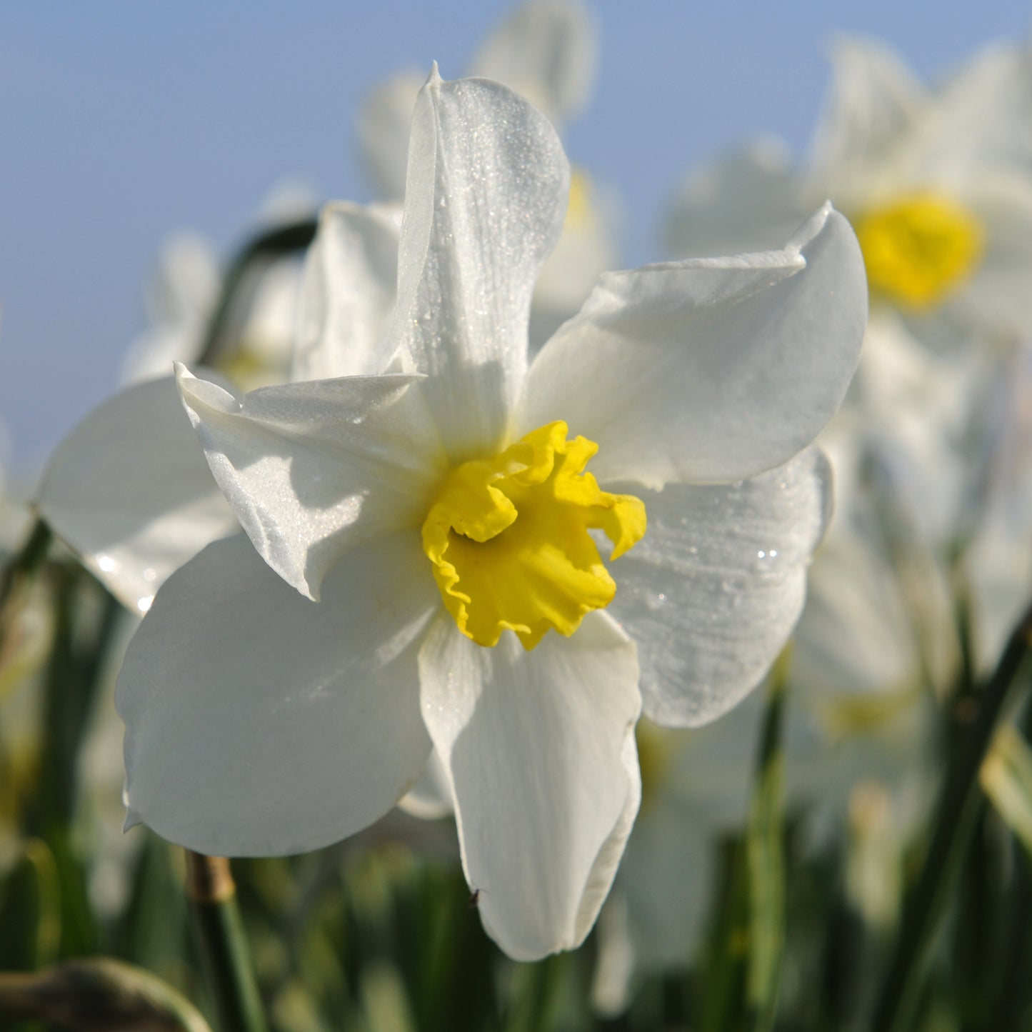 Daffodil 'Queen of the North' - 5 bulbs