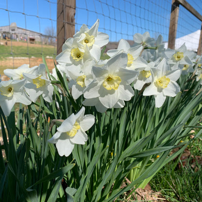 Daffodil 'Queen of the North' - 5 bulbs