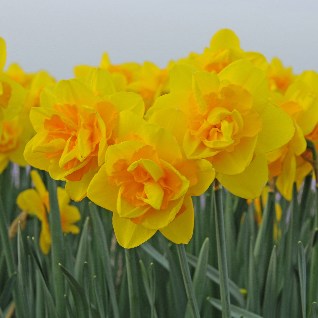 Daffodil 'Queen's Day' - 5 bulbs