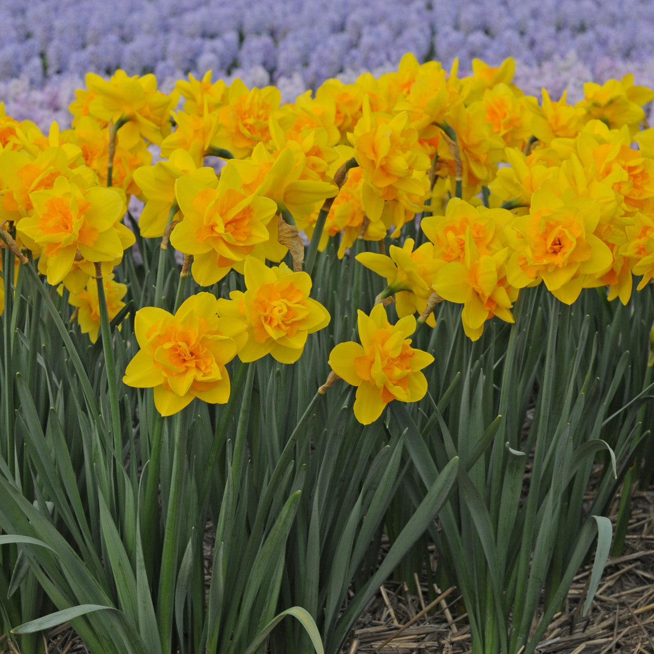 Daffodil 'Queen's Day' - 5 bulbs