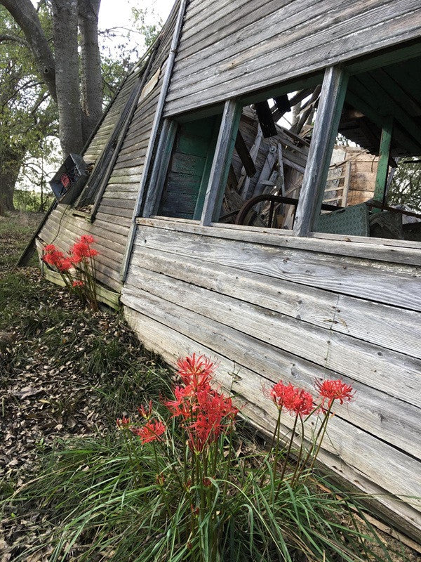 red spider lily price Red Spider Lily, Lycoris radiata, heirloom bulbs – The Southern Bulb Co