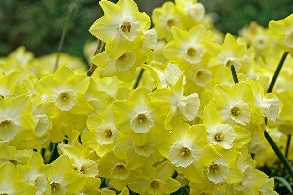 Daffodil 'Regeneration' - 5 bulbs