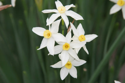 Heirloom 'Italicus' - 10 bulbs