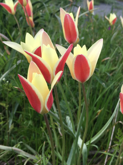 Tulipa clusiana 'Tinka' - 10 bulbs