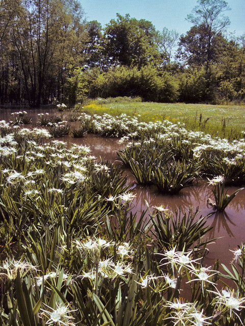 Hymenocallis liriosme (native) - "Texas Spider Lily" - 2 Bulbs!