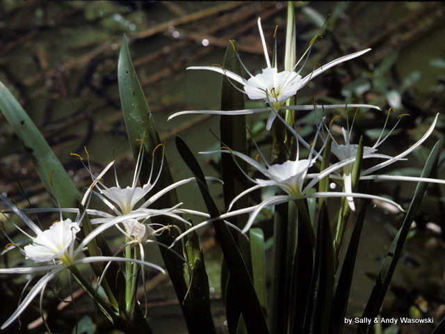 spider lily in spanish Hymenocallis liriosme (native) - "Texas Spider Lily"